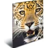 Herma Eckspannermappe "Leopard", aus PP, DIN A4